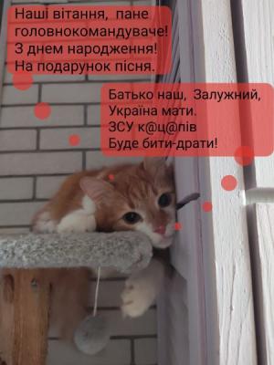 Кіт-партизан Фокс